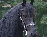 hauling-friesian-horse