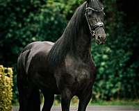 athletic-friesian-horse