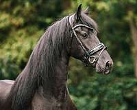 athletic-friesian-horse