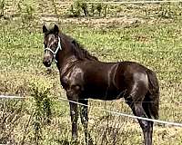 draft-cross-friesian-sporthorse-horse