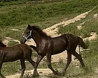 draft-cross-friesian-sporthorse-draft-horse