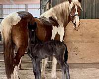 double-registered-draft-friesian-horse