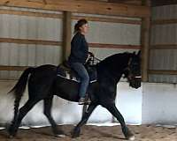 stallion-draft-friesian-horse