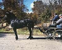 trail-draft-friesian-horse