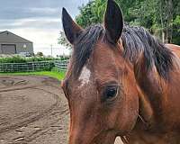 trail-quarter-horse