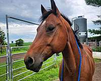 barrel-racing-quarter-horse