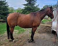 trail-riding-quarter-horse