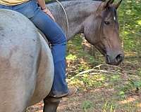 bay-roan-therapy-horse