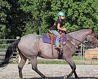 beginner-quarter-horse