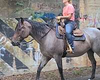 equitation-quarter-horse