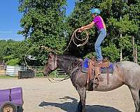 hunter-under-saddle-quarter-horse