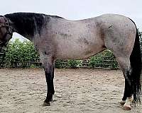 jumping-quarter-horse