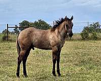 all-around-quarter-horse