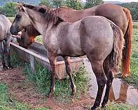 athletic-quarter-horse