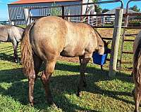 double-registered-quarter-horse