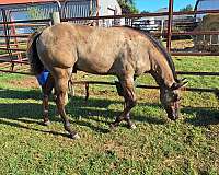 halter-quarter-horse