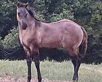 penning-quarter-horse