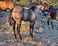 performance-quarter-horse