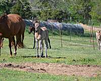 playday-quarter-horse