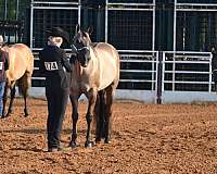 ranch-quarter-horse