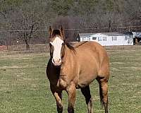 ranch-work-quarter-horse