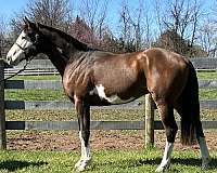 overo-thoroughbred-stallion