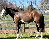 overo-thoroughbred-for-sale