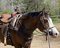 thoroughbred-horse-for-sale