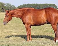 apha-quarter-horse-gelding-stallion