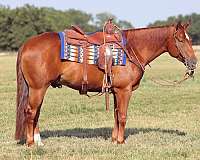 nrha-quarter-horse-gelding-stallion