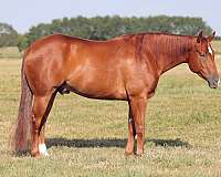 quarter-horse-gelding