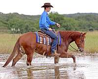 reining-quarter-horse