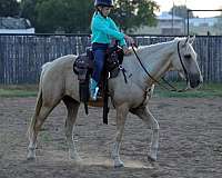 beginner-safe-quarter-horse