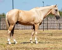 ranch-work-quarter-horse