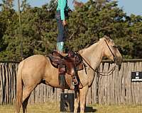 family-horse-quarter