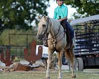 ranch-versatility-quarter-horse