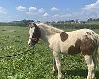 miniature-horse