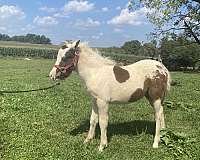 miniature-horse-for-sale