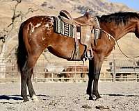 tobiano-4-stockings-horse