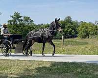 family-horse-quarter