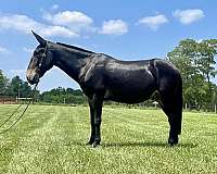 ranch-work-quarter-horse