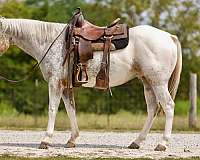 beginner-safe-quarter-horse