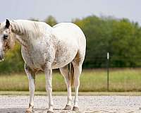 ranch-work-quarter-horse