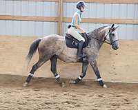 ranch-work-quarter-horse