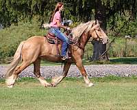 beginner-safe-quarter-horse