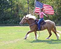 andalusian-quarter-horse