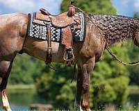 red-roan-rear-socks-horse