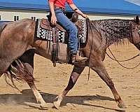 trail-horse-quarter