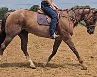 husband-safe-quarter-horse