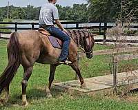 kid-safe-quarter-horse